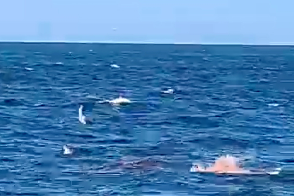 Ein Weißer Hai verschlingt einen Schwimmer zu Tode, während Videoaufnahmen eine schreckliche Szene festhalten.
