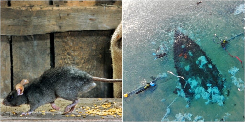 Tote Ratten zeugen von 1.400 Jahre alten Schiffswrackfahrten