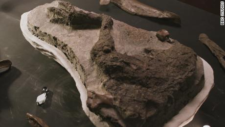 Das Fossil des Beins von Thescelosaurus, nachdem es ausgegraben wurde.