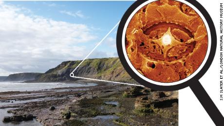 Einige gespenstische Nanofossilien wurden aus Juragestein in Yorkshire, Großbritannien, geborgen.