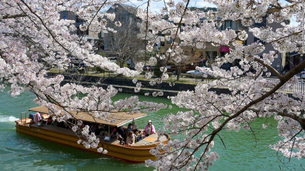 Die vom Menschen verursachte Klimakrise führte zu einer frühen Blüte der japanischen Kirschblüte