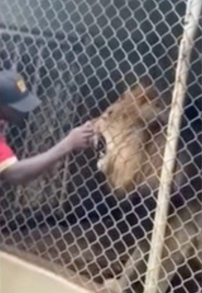 Besucher waren überrascht, nachdem ein Löwe im jamaikanischen Zoo in den Finger eines Zoomitarbeiters gebissen hatte