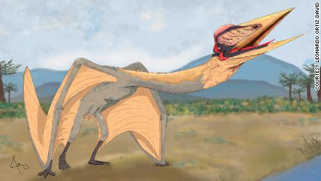 fliegen & # 39;  Drachen des Todes & # 39;  Es ist der größte Pterodaktylus, der in Südamerika entdeckt wurde