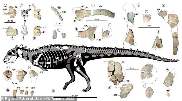 Er schließt sich Stegosaurus, Ankylosaurus und anderen gepanzerten Dinosauriern in einer Gruppe namens Thyreophora an.