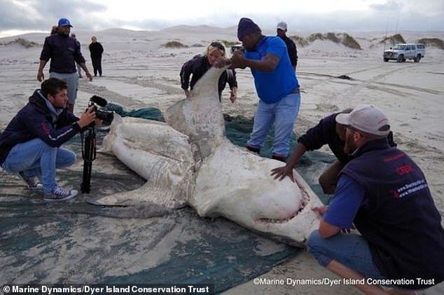 Diese Nachricht kommt kurz nachdem ein Weißer Hai an Land gespült wurde, nachdem er von zwei Orcas brutal angegriffen wurde.