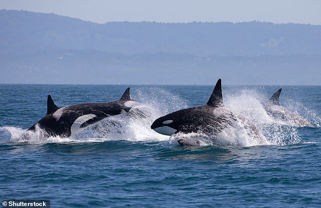 Während der Grund für das Verhalten unklar bleibt, vermuten Wissenschaftler, dass Orcas den Wasserdruck mögen, der von einer Schiffsschraube erzeugt wird.