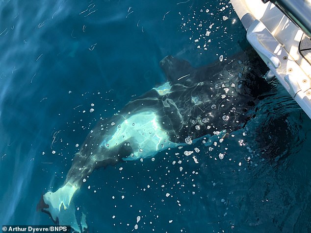 Letztes Jahr umzingelte ein britischer Seemann eine Gruppe Killerwale, die versuchten, sein Boot zu kentern