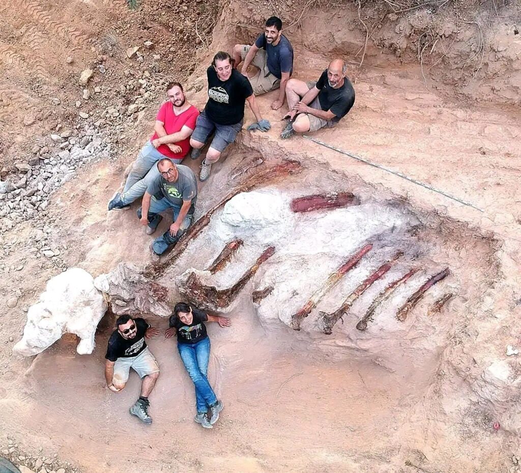 Im August sammelten Paläontologen 10-Fuß-Rippen.  